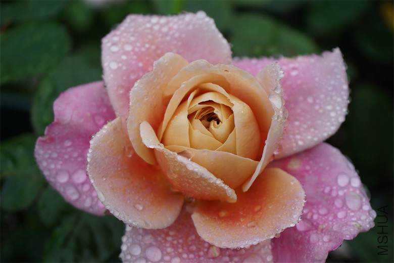 DSC04512_��ͼ��.jpg