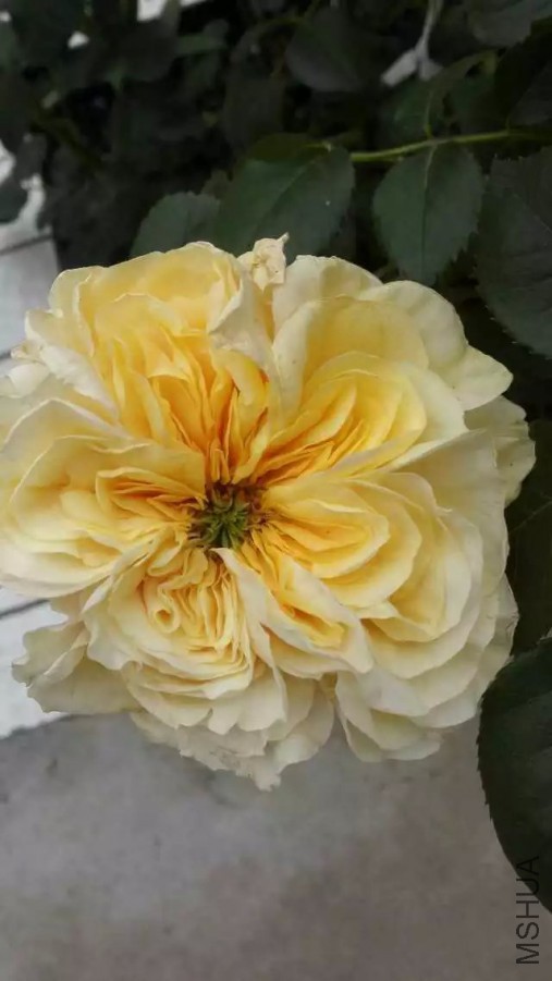 psb (3).jpg