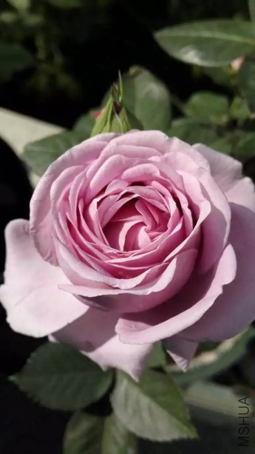 psb (8).jpg