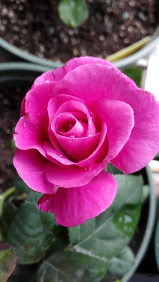 psb (99).jpg