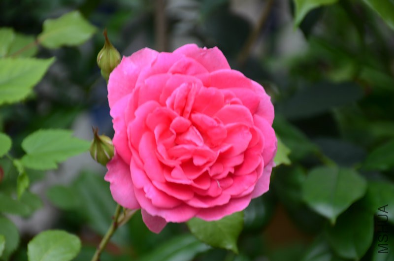DSC_4027.JPG