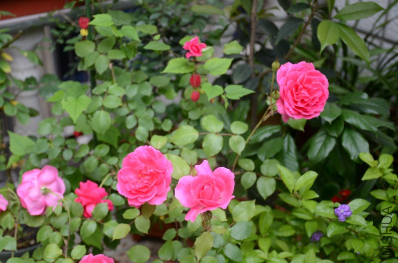 DSC_4031.JPG