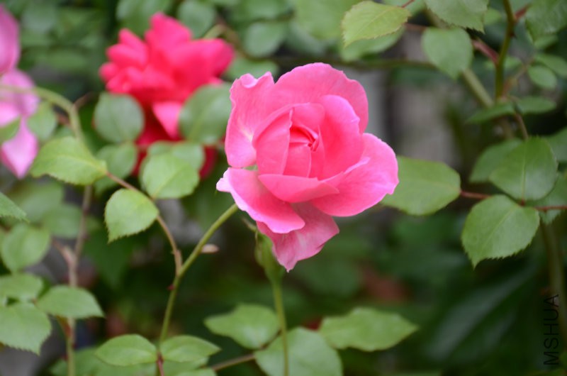 DSC_4034.JPG