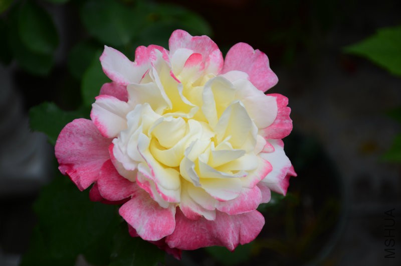 DSC_4036.JPG