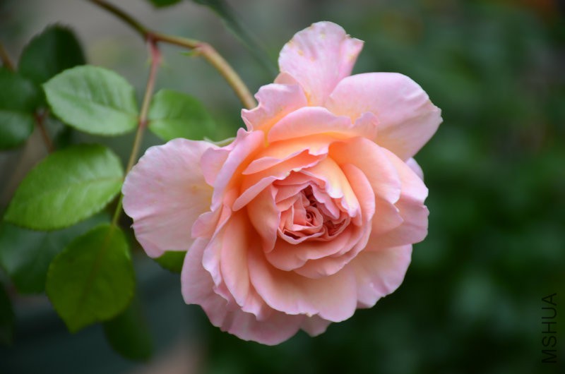 DSC_4037.JPG