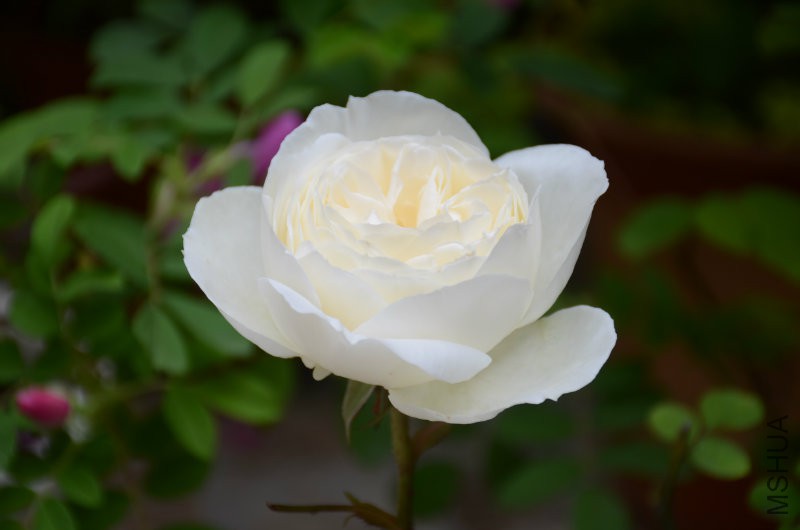 DSC_4042.JPG