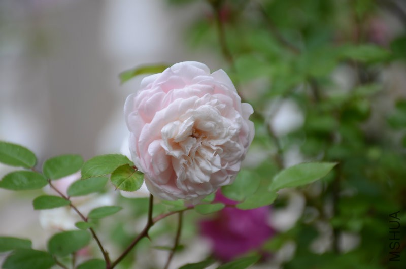 DSC_4044.JPG