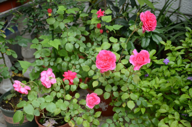 DSC_4059.JPG