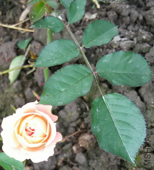 IMG_20160423_074851.jpg