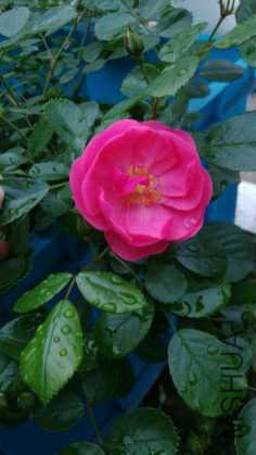 IMG_20160423_081638.jpg