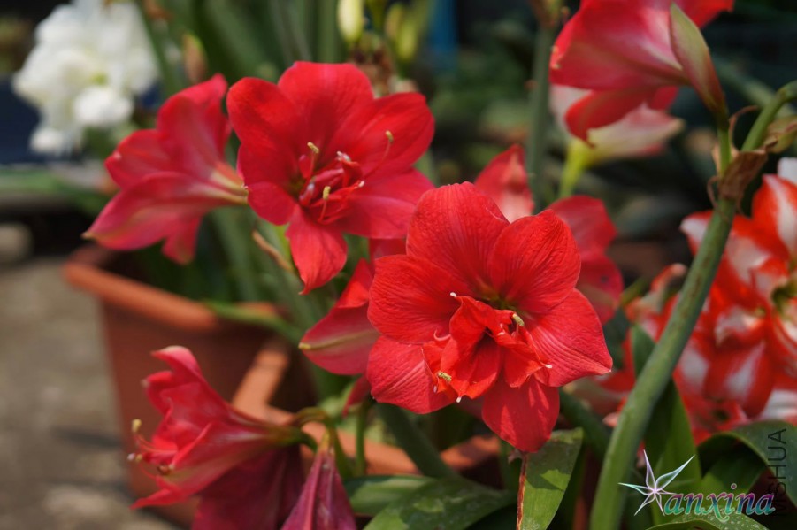 ��ۼ���