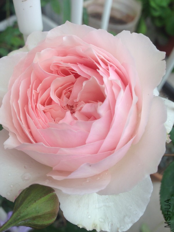 conew_img_5152.jpg