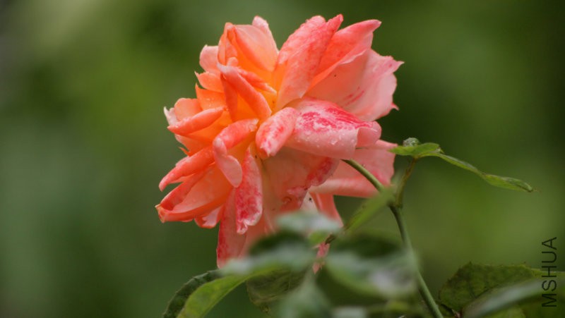 �������˱�ӰҲ����˺ÿ�