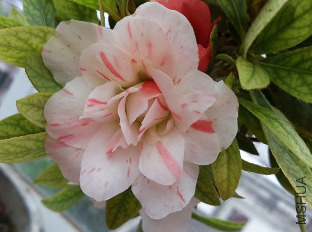 20160423_085231.jpg