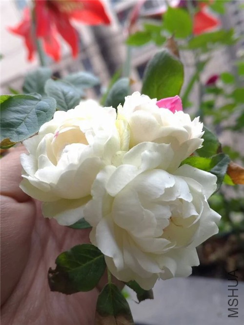 psb (1)_����.jpg