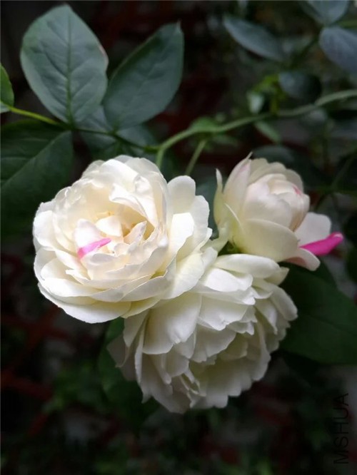 psb (3)_����.jpg