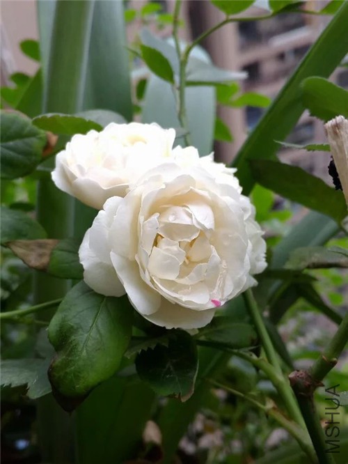 psb (9)_����.jpg