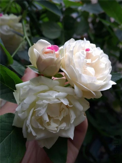 psb (2)_����.jpg