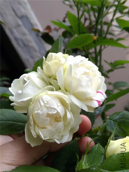 psb_����.jpg