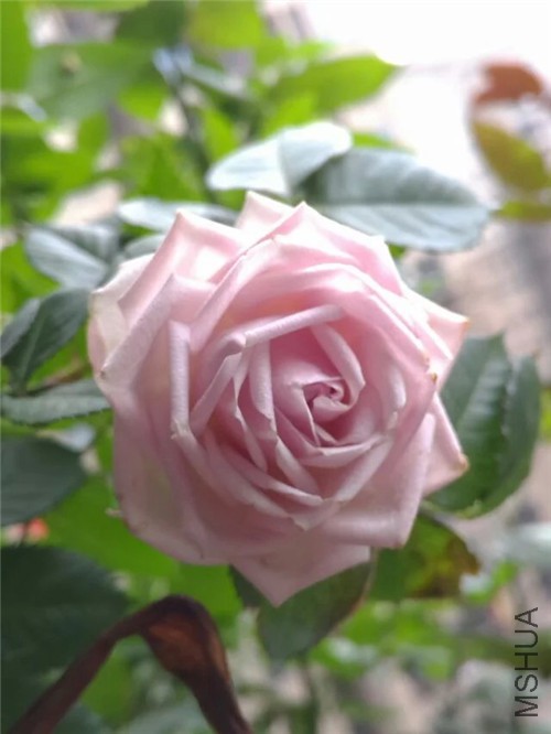 psb (4)_����.jpg