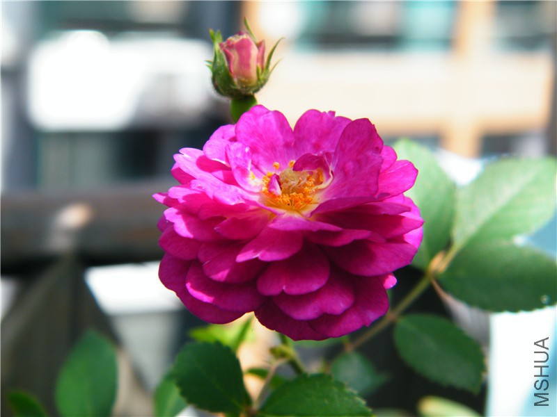DSCF8629.JPG