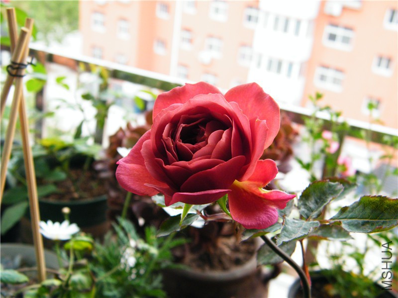 DSCF8664.JPG