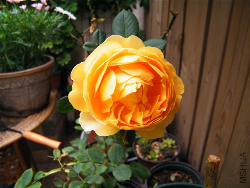 DSCF8674.JPG