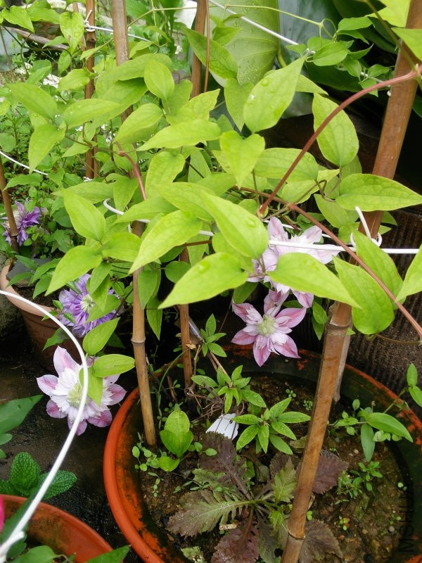 IMG20160422095909.jpg
