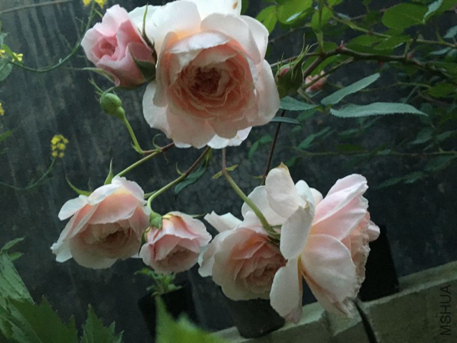 QQͼƬ20160423184510.jpg