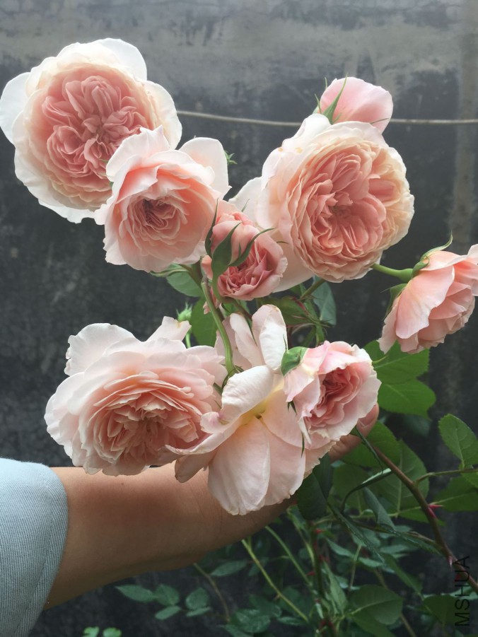 QQͼƬ20160423184520.jpg
