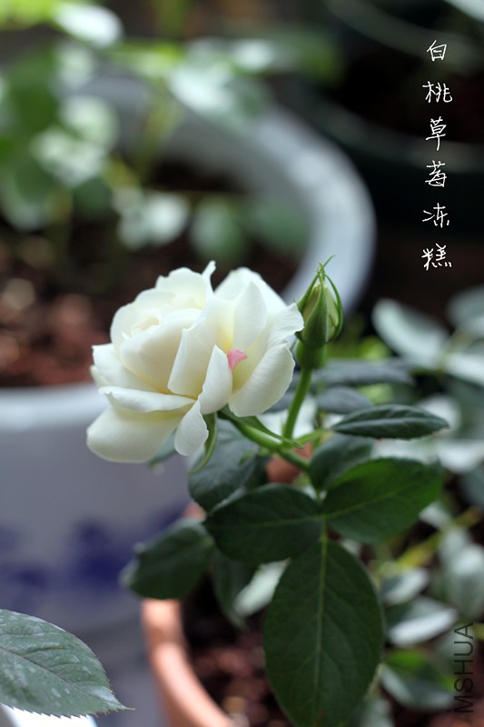 IMG_8469_����.jpg