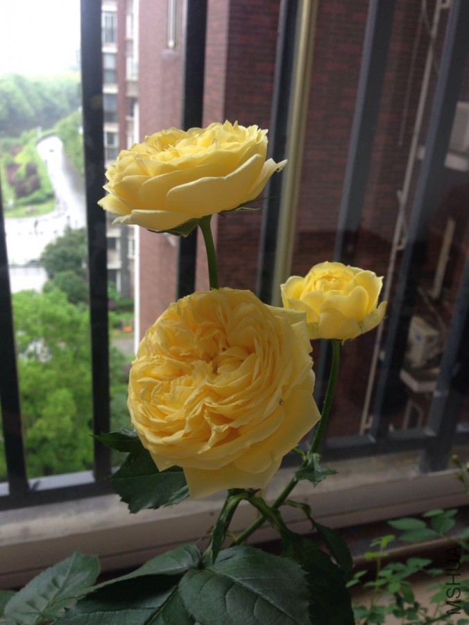 �������ȳ���2