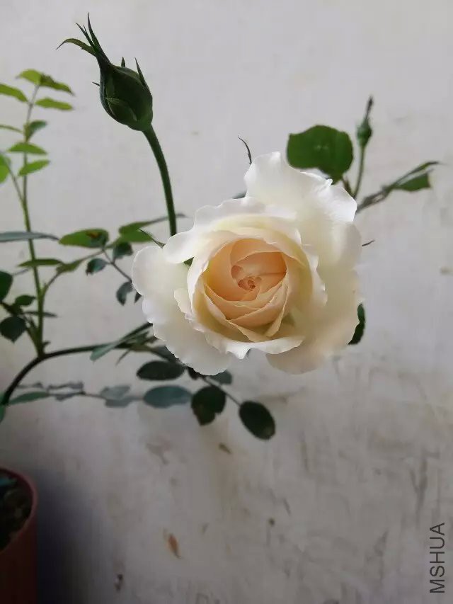 psb (3).jpg