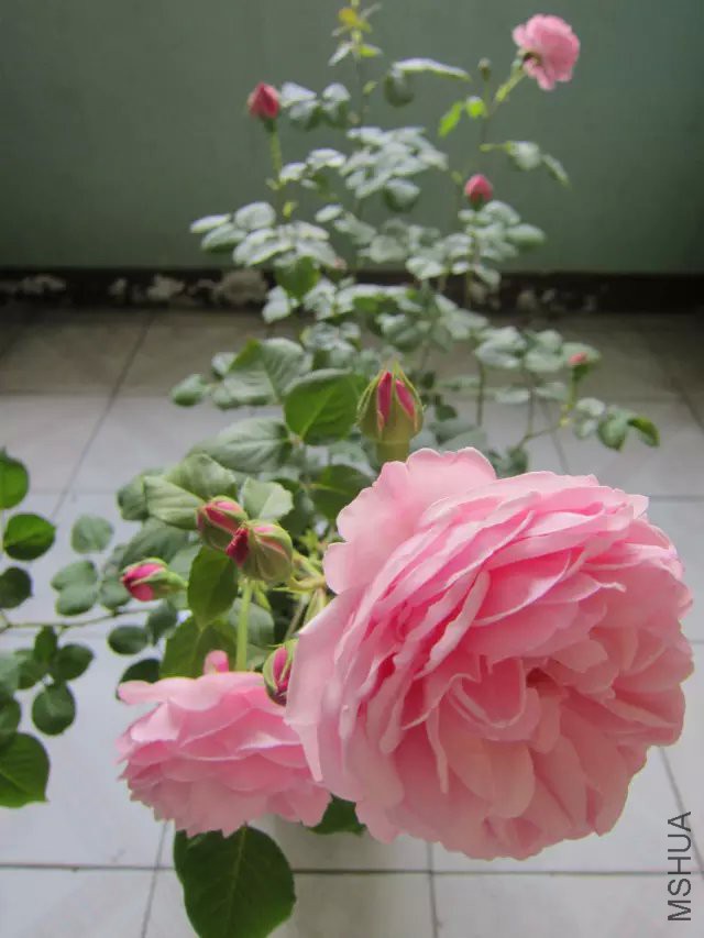 ʥ���󲼼�