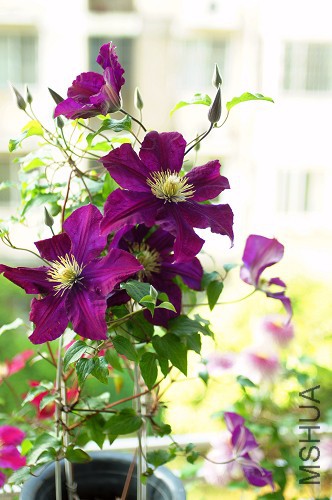 DSC08852.jpg