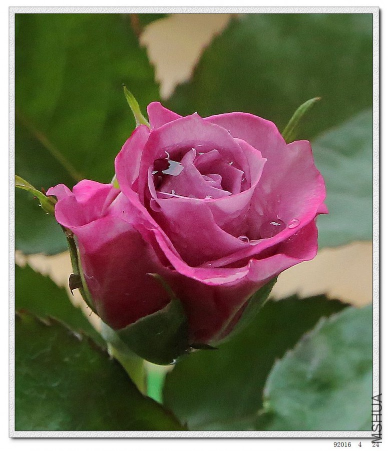 2016042407.jpg