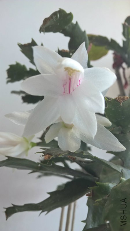 WP_20160424_13_11_33_Pro.jpg