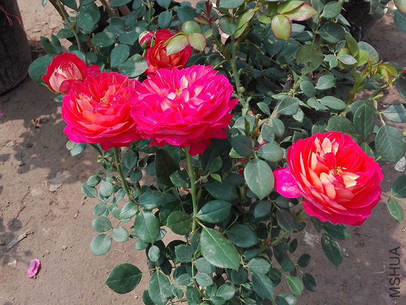 IMG_20160424_100700.jpg