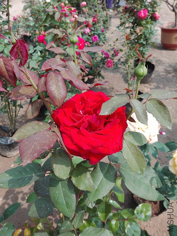 IMG_20160424_101756.jpg