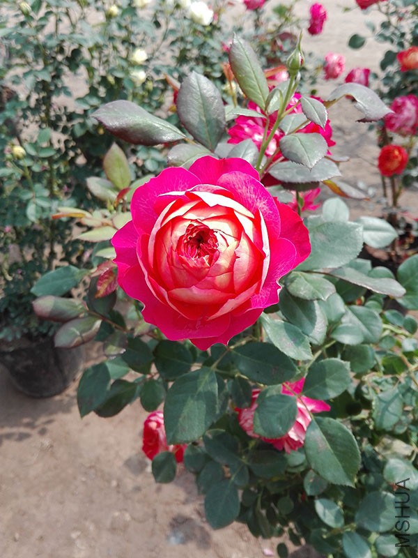 IMG_20160424_102107.jpg
