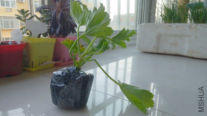 20160423_6.jpg