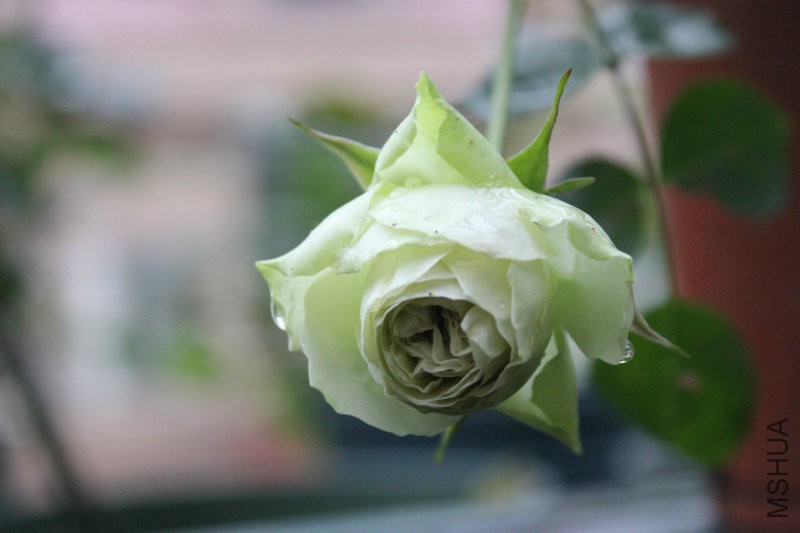 IMG_4452.JPG