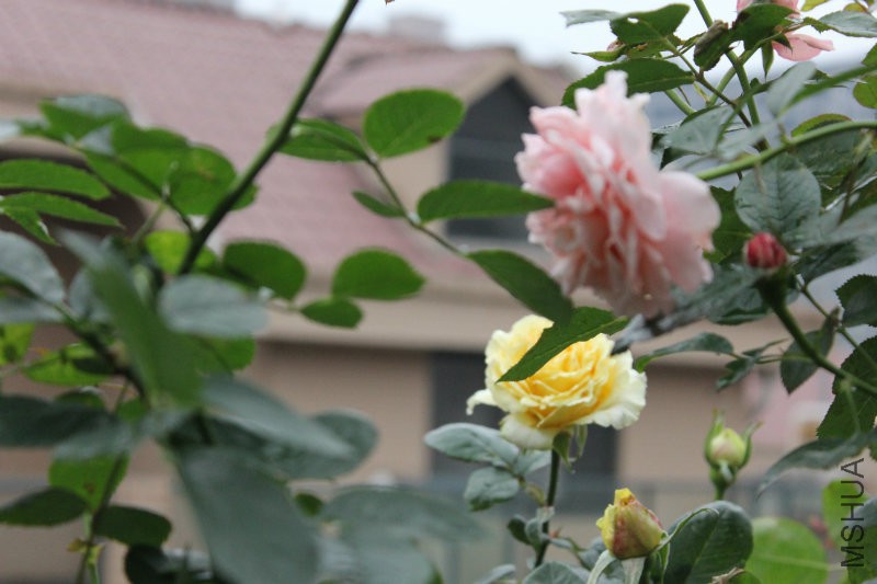 IMG_4428.JPG