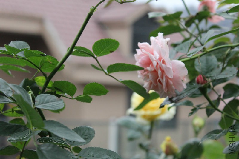 IMG_4429.JPG