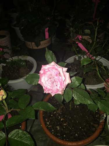 image.jpeg