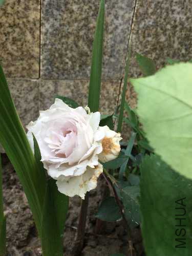 image.jpeg