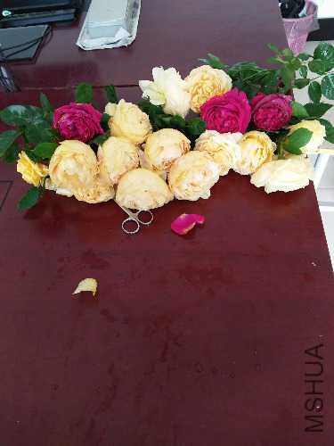 IMG20160425090551.jpg