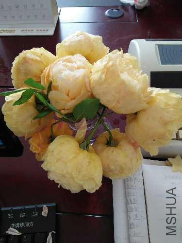 IMG20160425094601.jpg