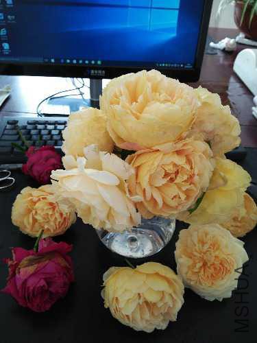 IMG20160425095257.jpg