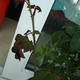 UC_Photo_205.jpg